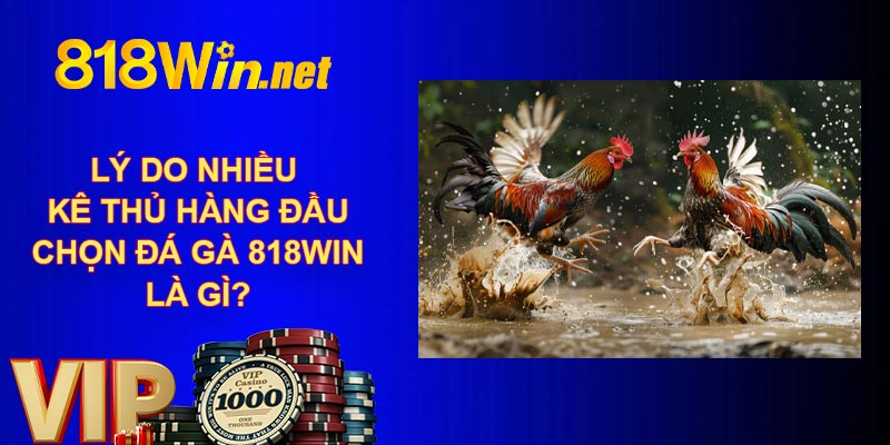 Lý do nhiều kê thủ hàng đầu chọn đá gà 818WIN là gì?